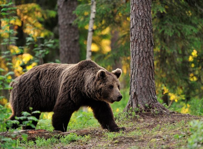 Wallpaper brown bear, bear, tread, step, walk, forest, trees, foliage, blur, Animals 1528917447